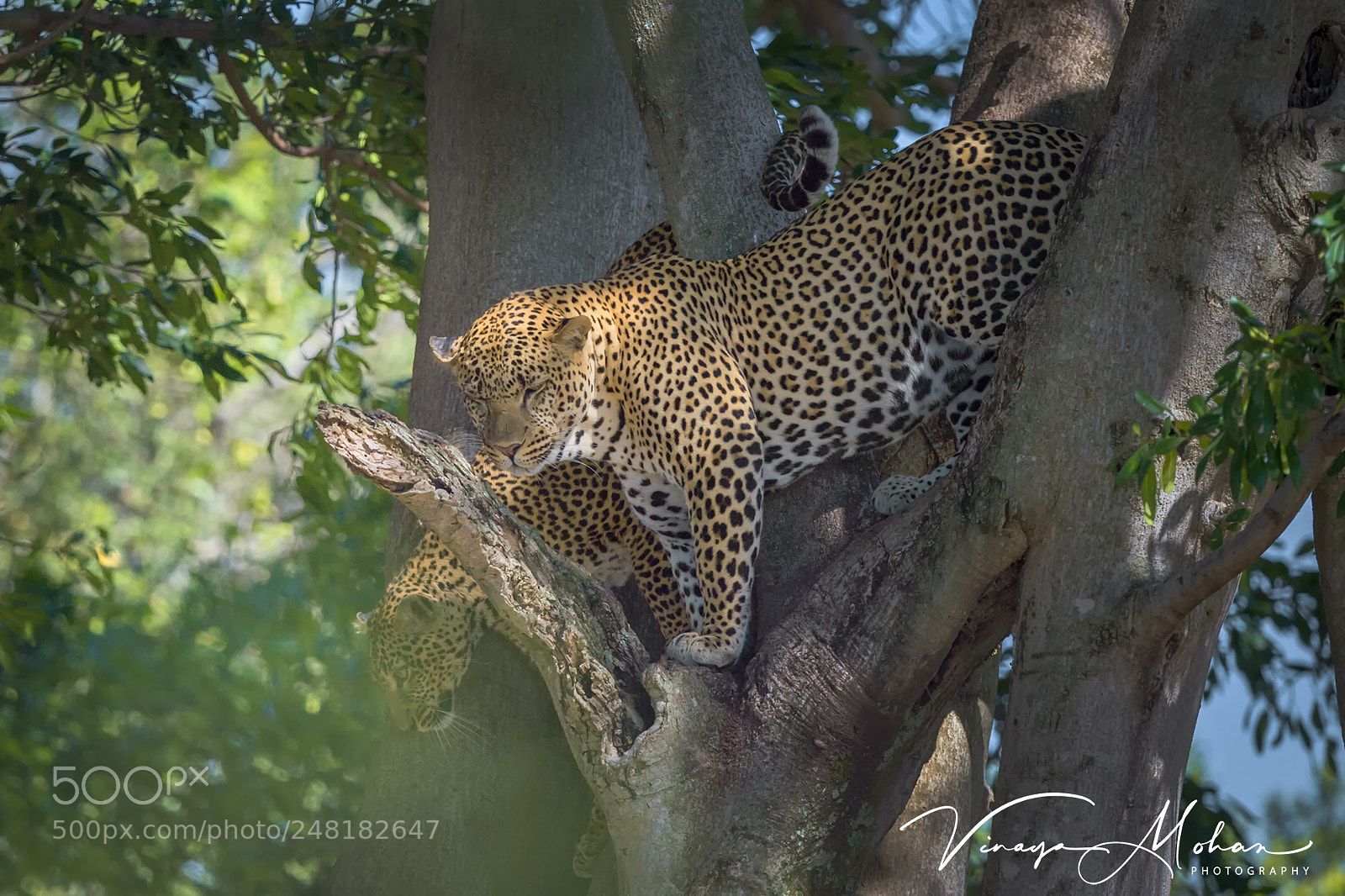 Nikon D4S sample photo. Leopards photography
