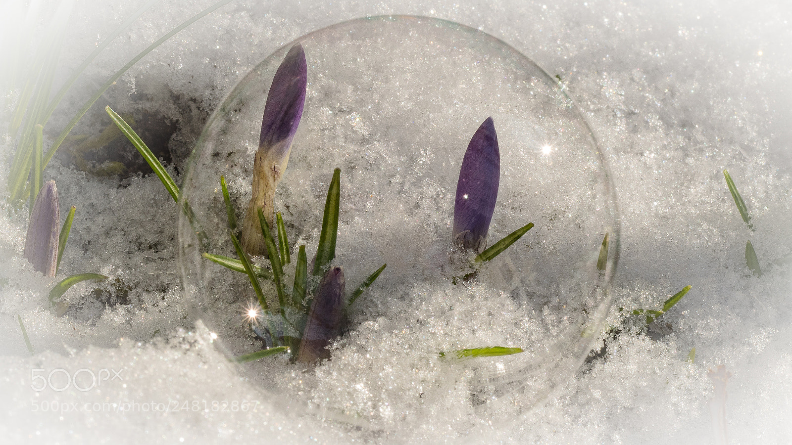 Olympus OM-D E-M1 sample photo. Wrapped in transparent photography
