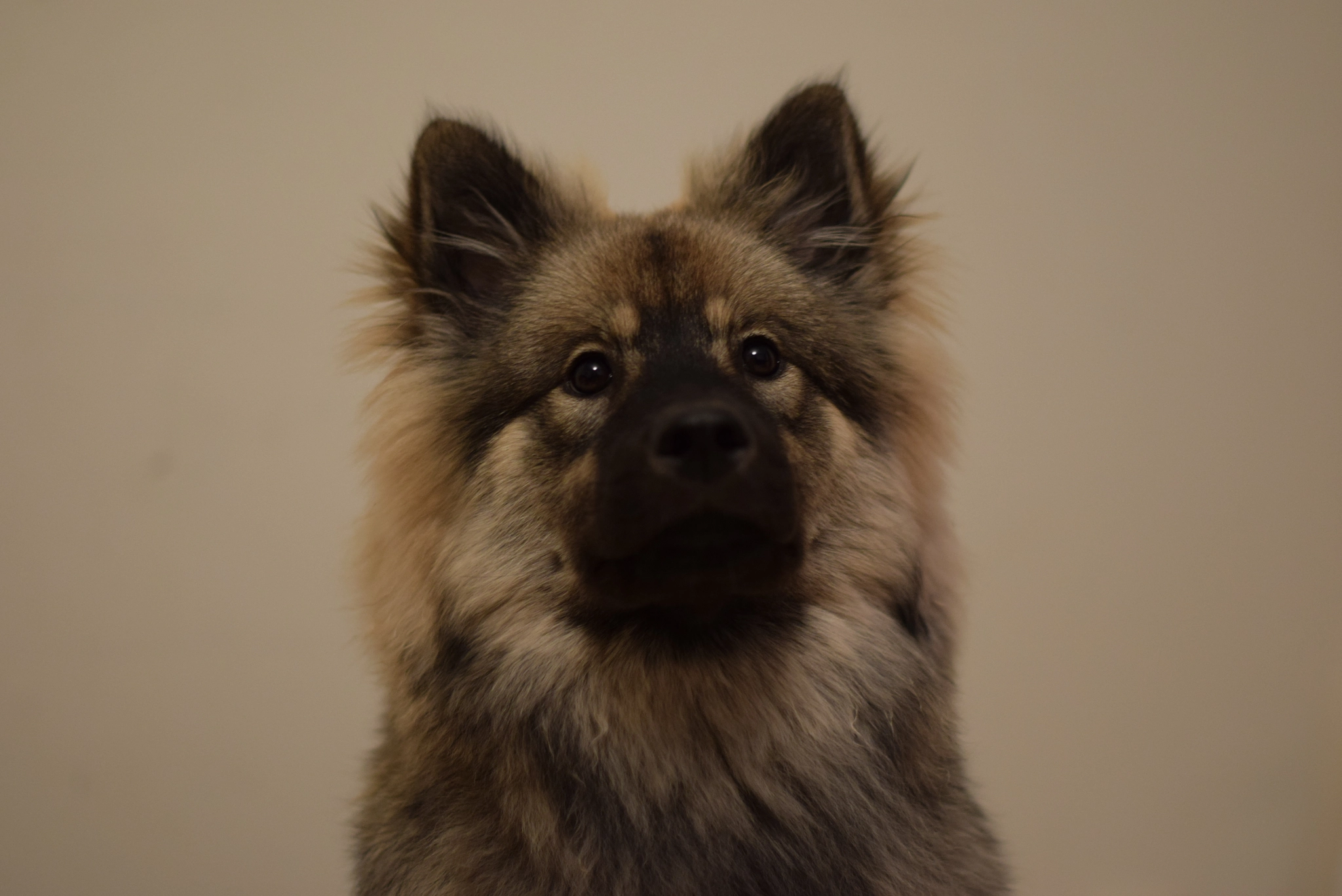 Nikon D5300 + Nikon AF-S Nikkor 50mm F1.4G sample photo. Kanske det var johannas hund? bara en josefine quist kan bekräfta det. dammit photography