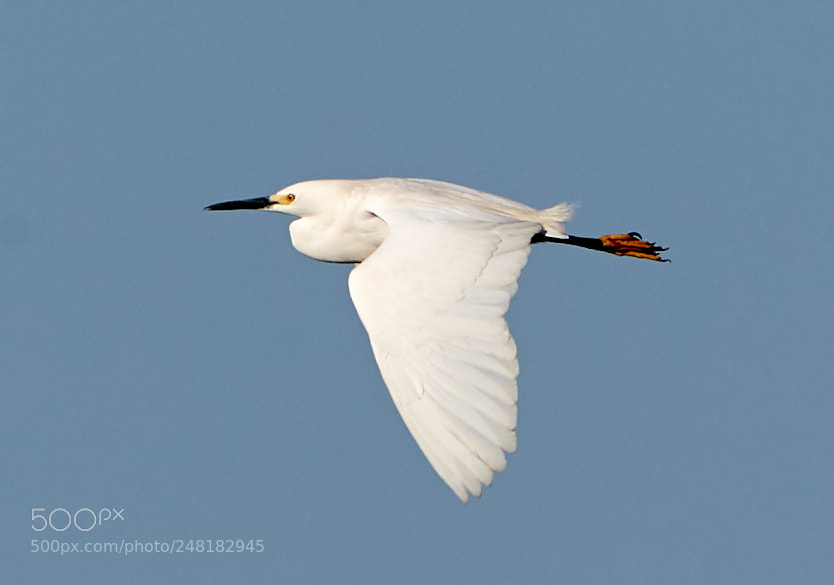 Canon EOS-1D X Mark II sample photo. 03-04-18-0006185.jpg photography