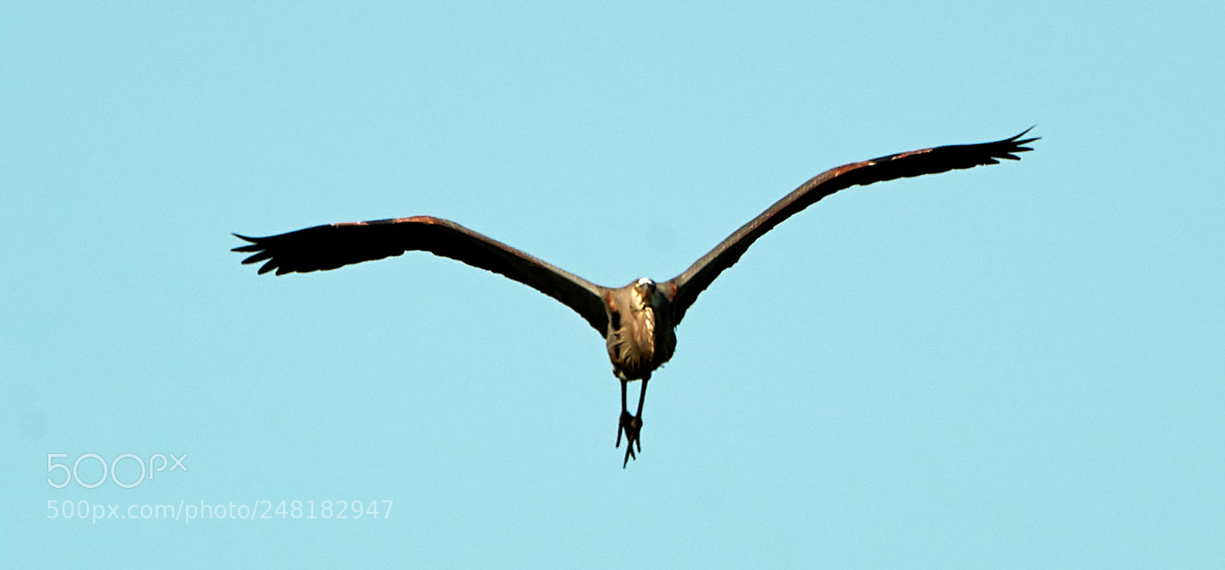 Canon EOS-1D X Mark II sample photo. 03-04-18-0006184.jpg photography