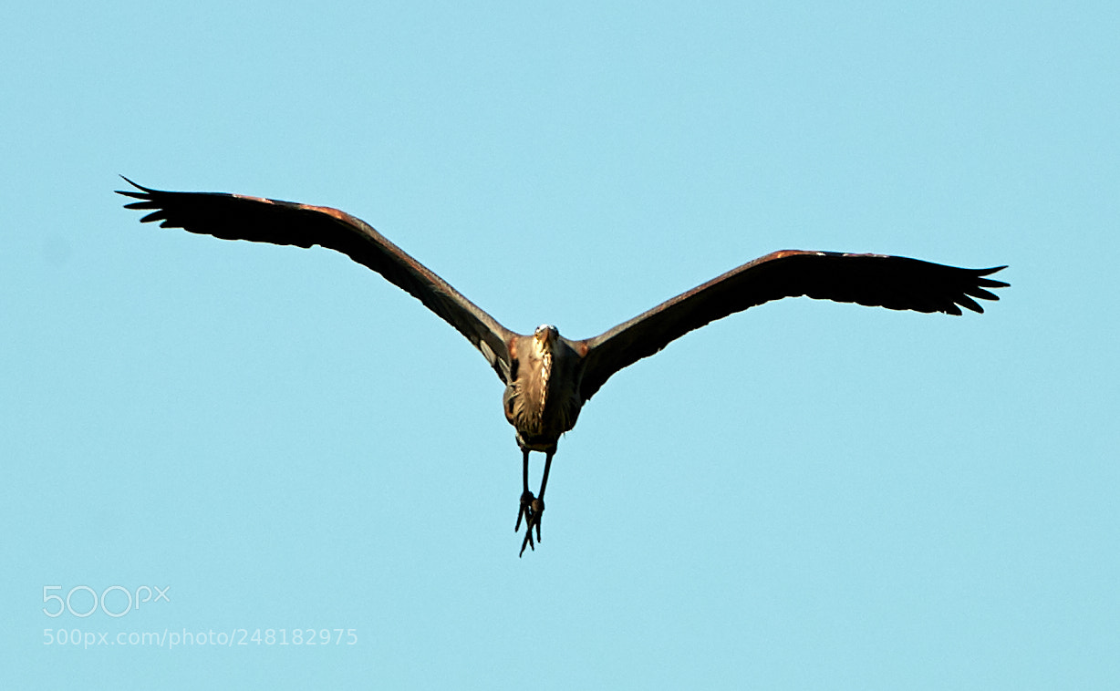 Canon EOS-1D X Mark II sample photo. 03-04-18-0006183.jpg photography