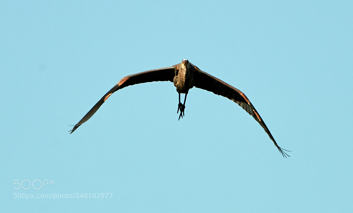 Canon EOS-1D X Mark II sample photo. 03-04-18-0006182.jpg photography