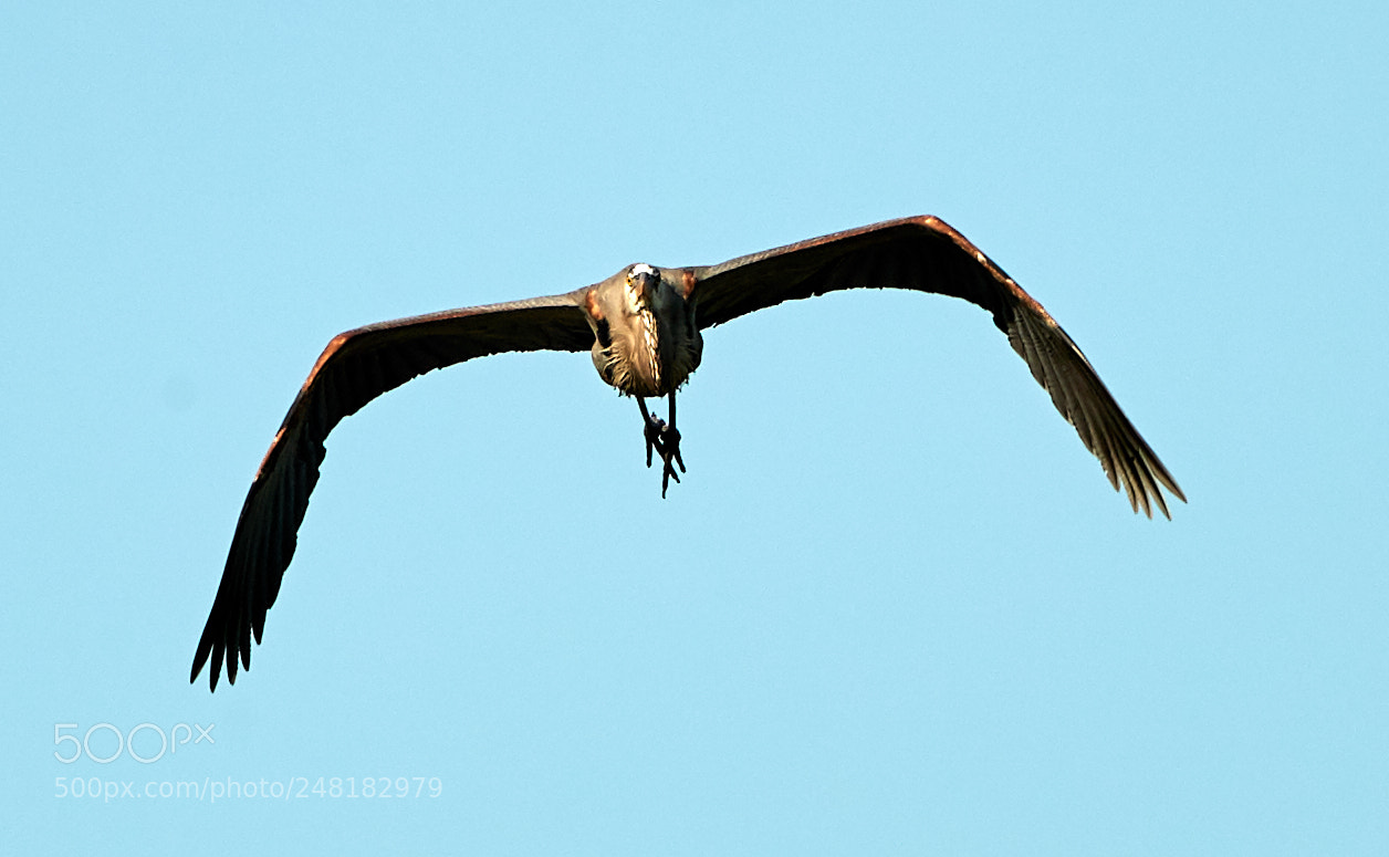 Canon EOS-1D X Mark II sample photo. 03-04-18-0006181.jpg photography