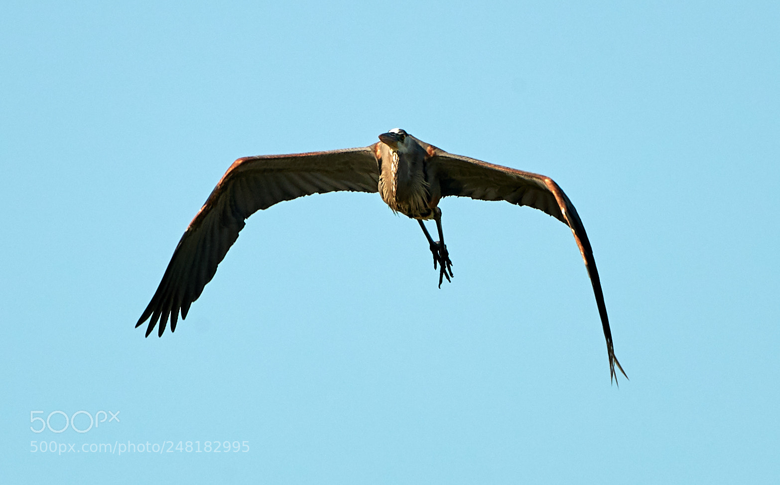 Canon EOS-1D X Mark II sample photo. 03-04-18-0006177.jpg photography