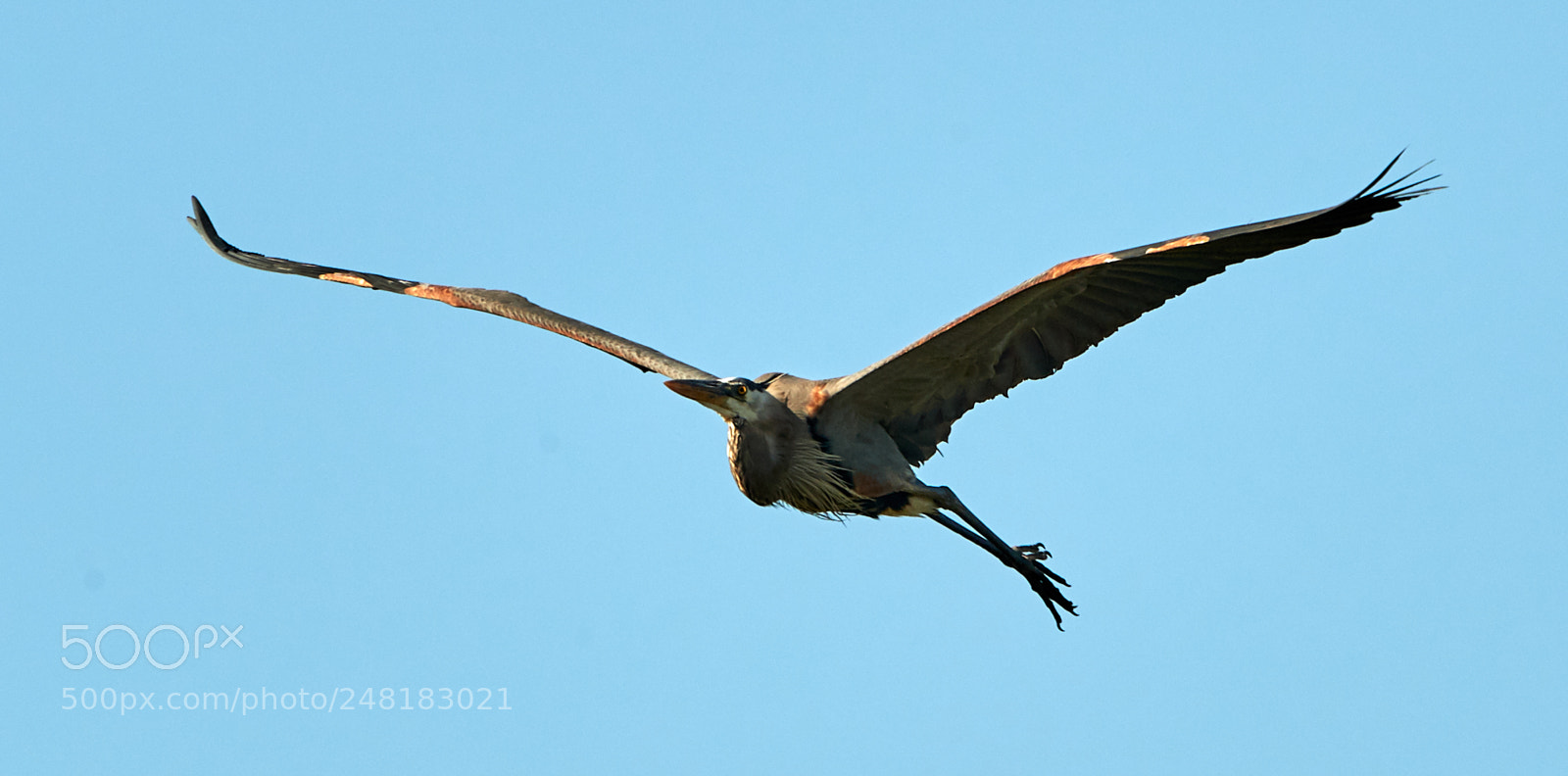 Canon EOS-1D X Mark II sample photo. 03-04-18-0006168.jpg photography