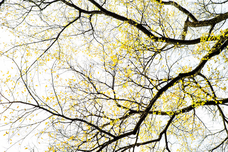 Fujifilm X-E2 sample photo. The death of leaves photography