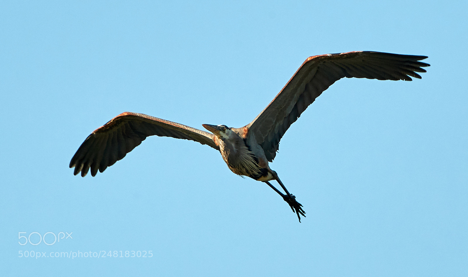 Canon EOS-1D X Mark II sample photo. 03-04-18-0006169.jpg photography
