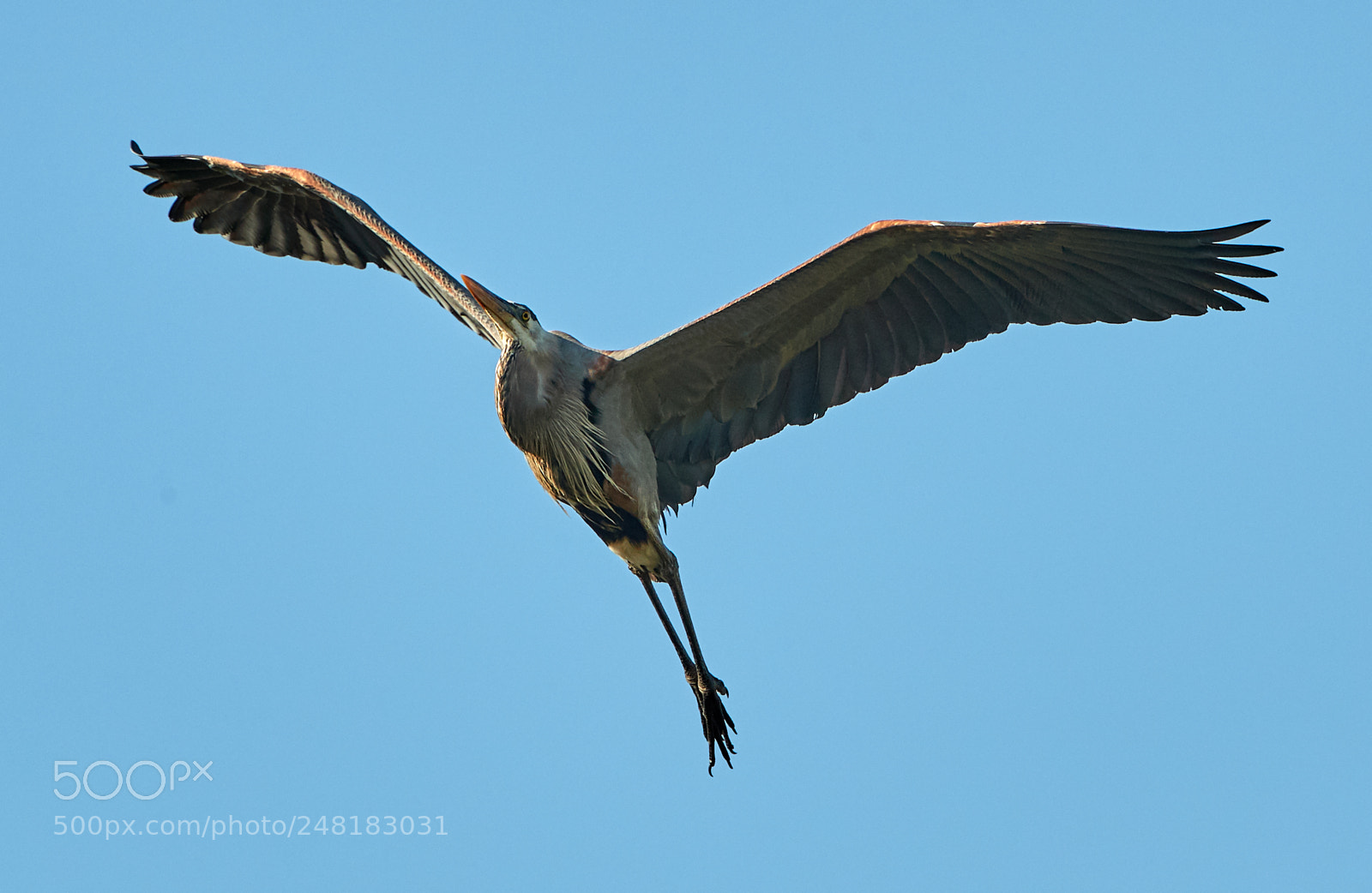 Canon EOS-1D X Mark II sample photo. 03-04-18-0006163.jpg photography