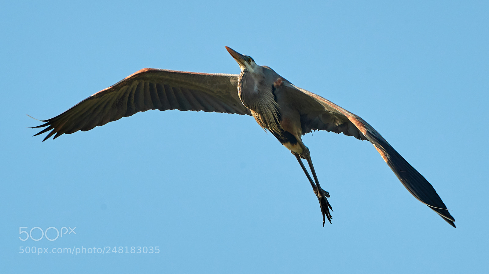 Canon EOS-1D X Mark II sample photo. 03-04-18-0006164.jpg photography