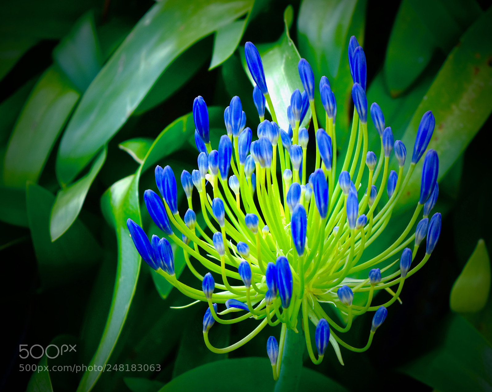 Nikon D5300 sample photo. Dandenong blues photography
