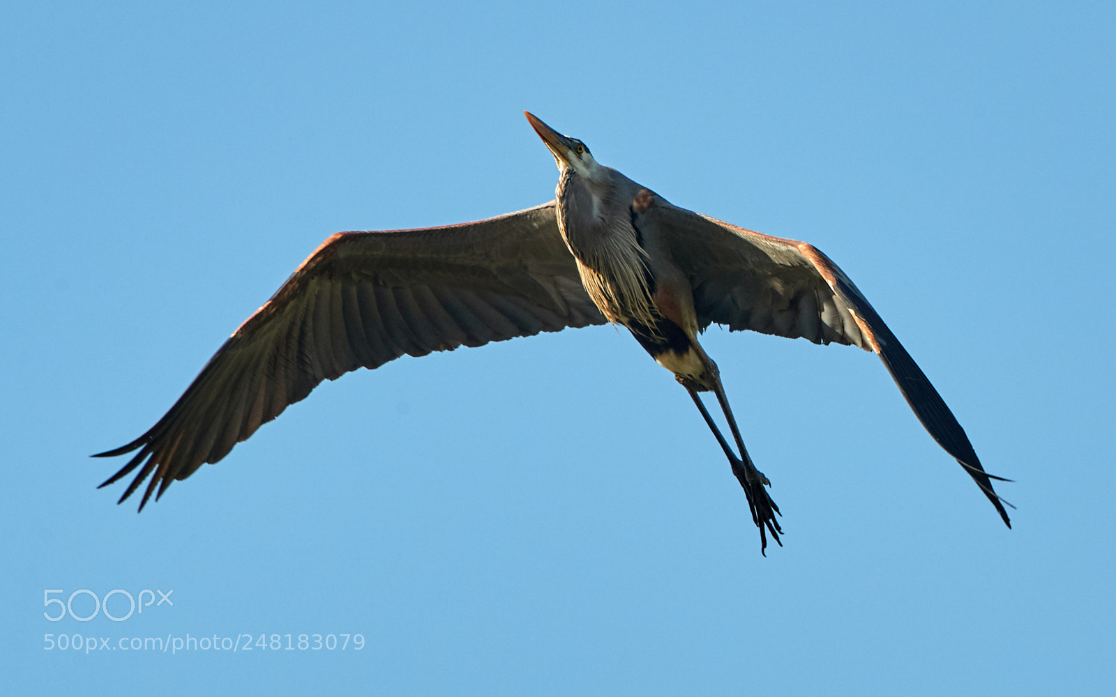 Canon EOS-1D X Mark II sample photo. 03-04-18-0006162.jpg photography