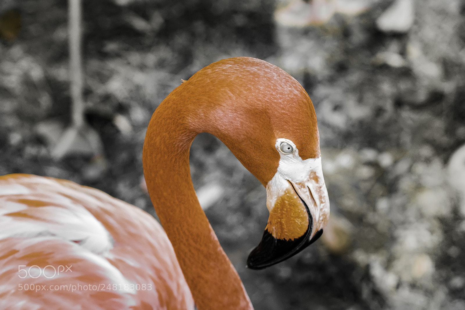 Sony a7R II sample photo. Flamingo face photography