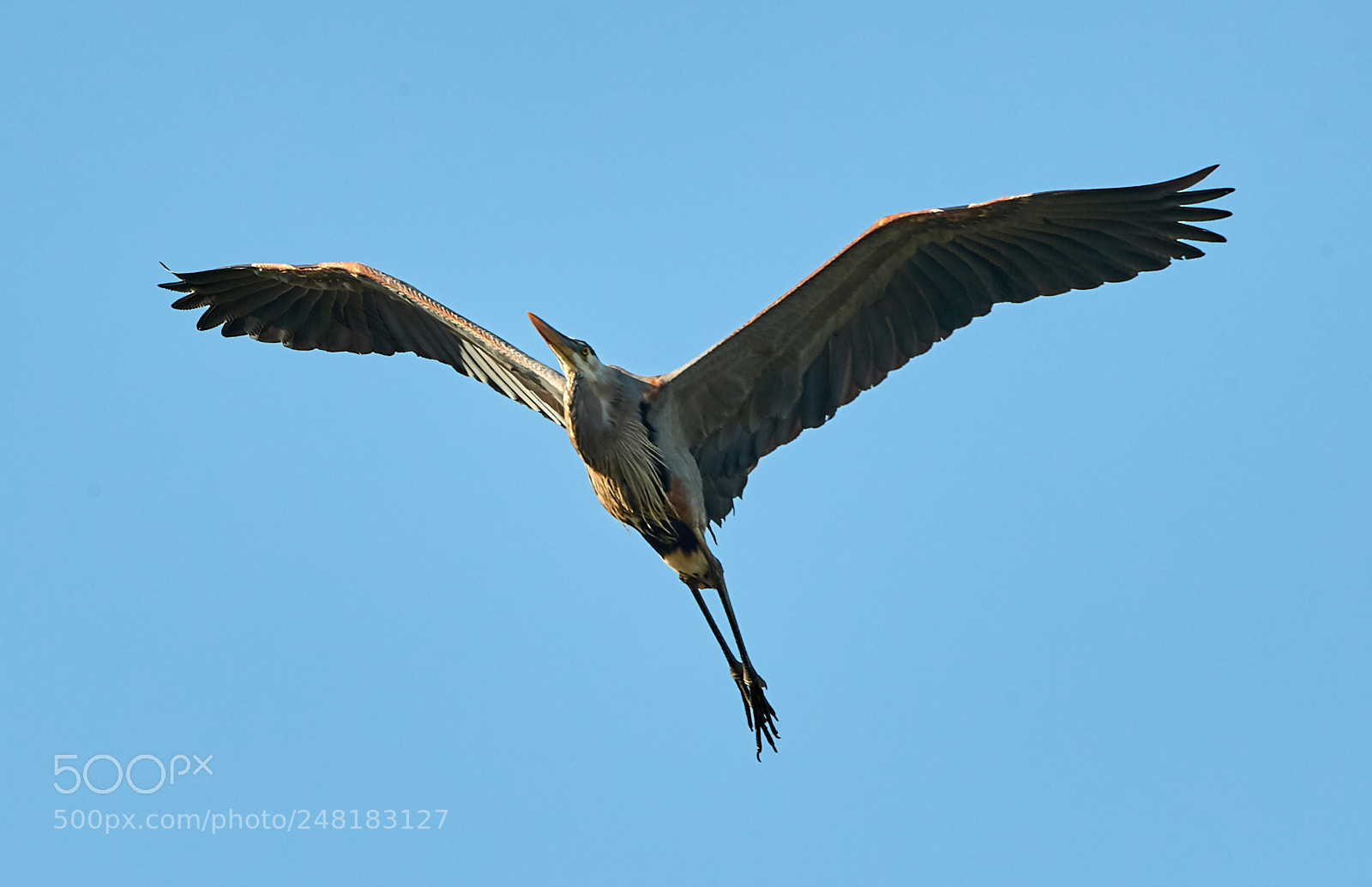 Canon EOS-1D X Mark II sample photo. 03-04-18-0006161.jpg photography