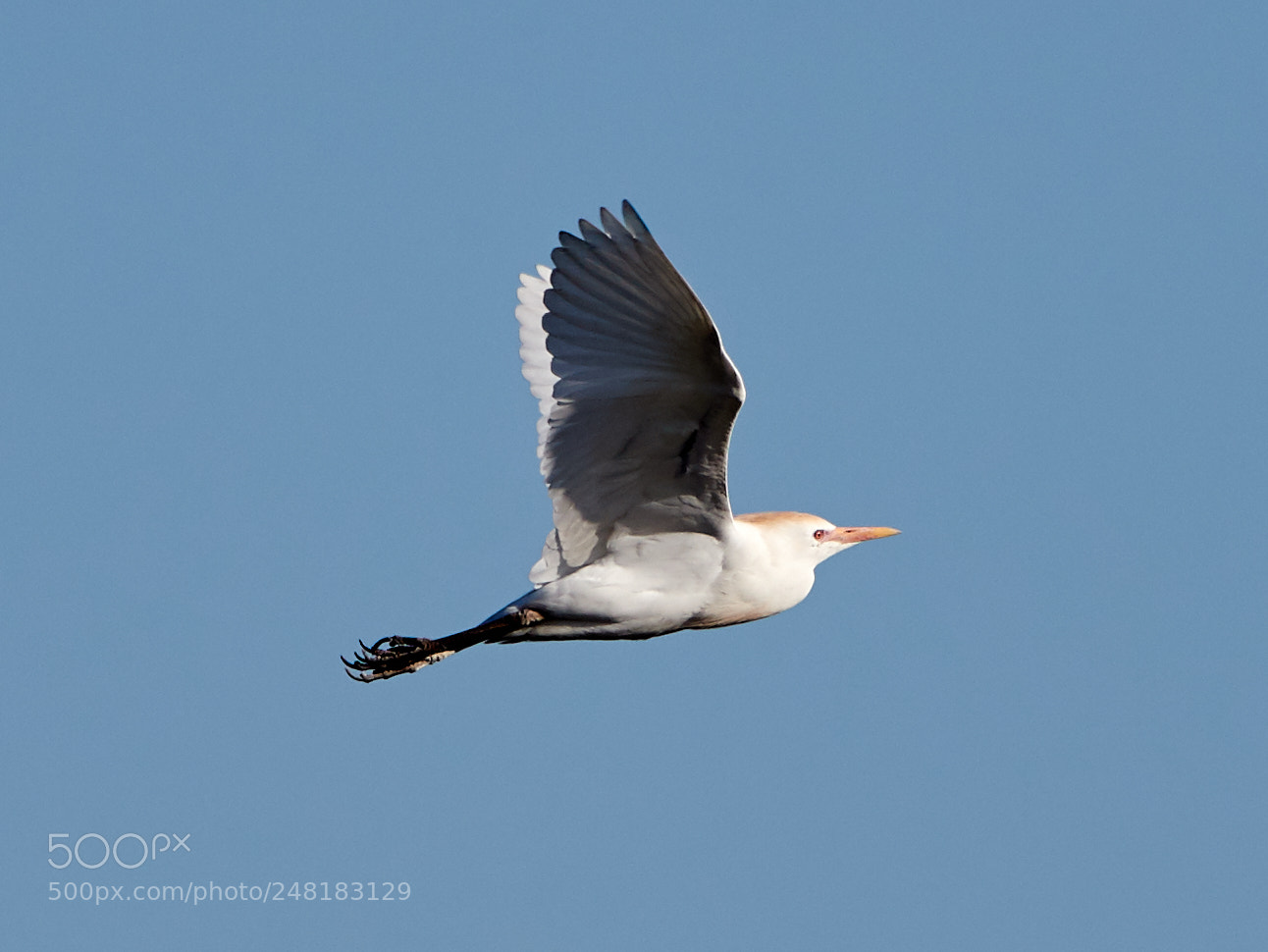 Canon EOS-1D X Mark II sample photo. 03-04-18-0006158.jpg photography