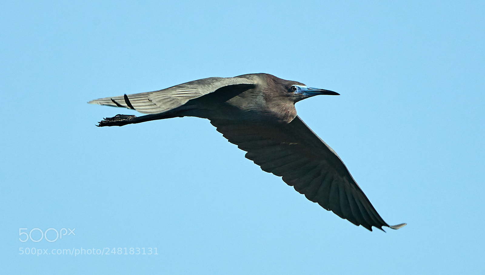 Canon EOS-1D X Mark II sample photo. 03-04-18-0006157.jpg photography