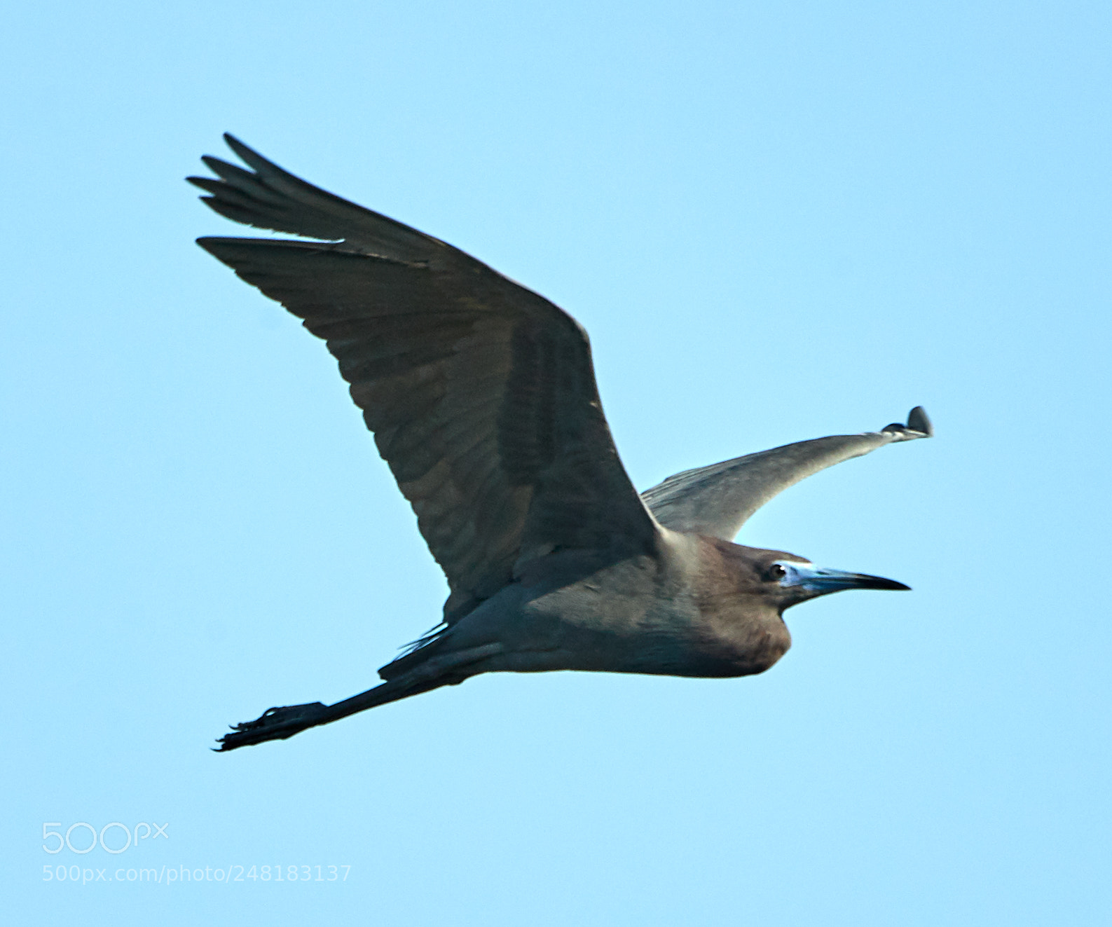 Canon EOS-1D X Mark II sample photo. 03-04-18-0006156.jpg photography