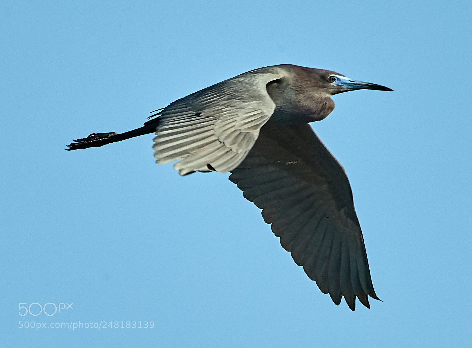 Canon EOS-1D X Mark II sample photo. 03-04-18-0006155.jpg photography