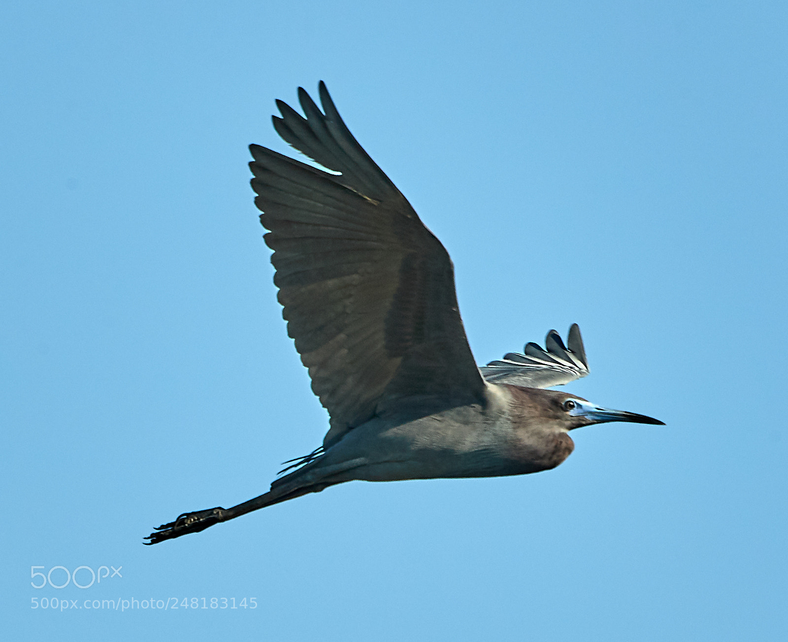 Canon EOS-1D X Mark II sample photo. 03-04-18-0006154.jpg photography