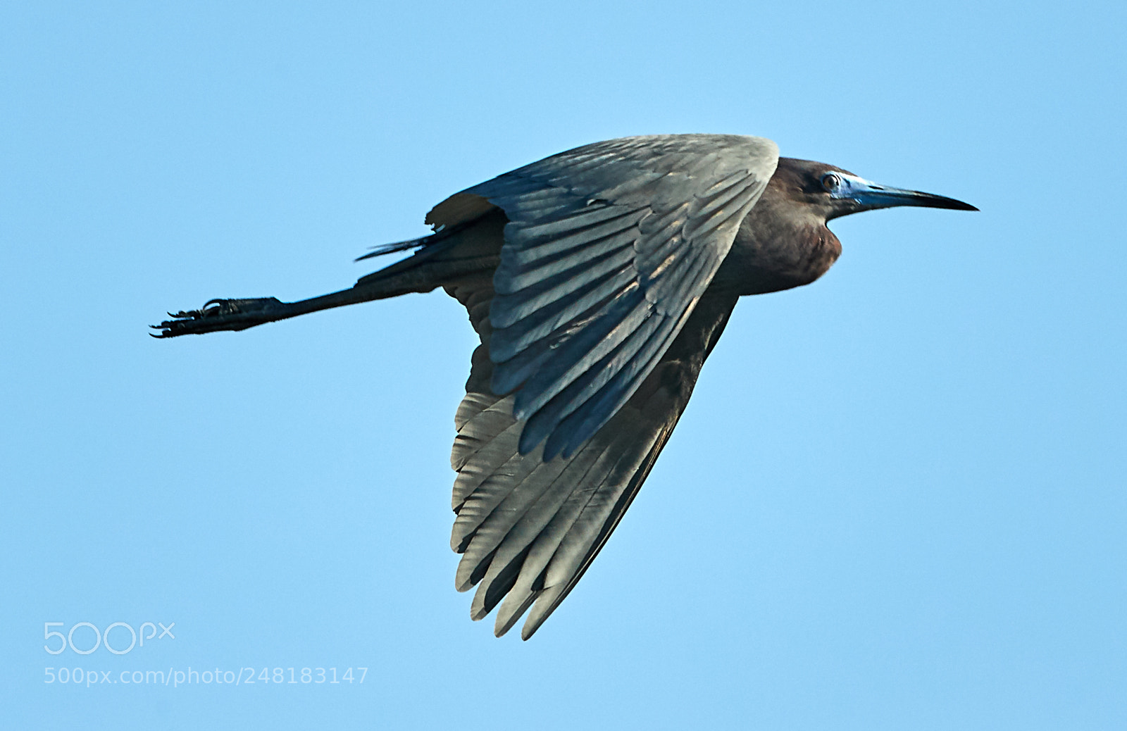 Canon EOS-1D X Mark II sample photo. 03-04-18-0006153.jpg photography
