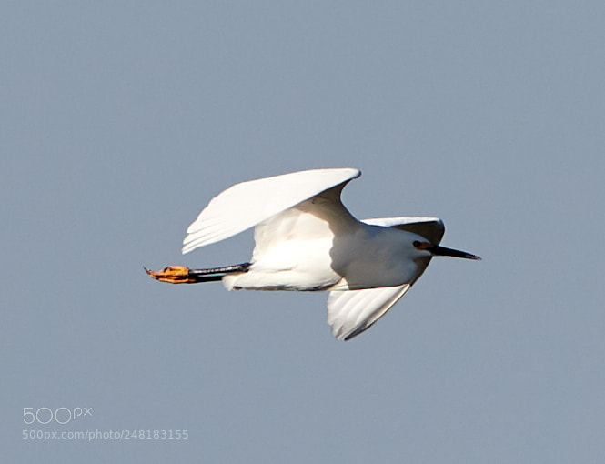 Canon EOS-1D X Mark II sample photo. 03-04-18-0006151.jpg photography