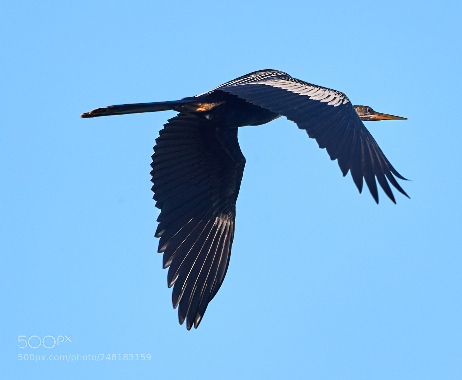 Canon EOS-1D X Mark II sample photo. 03-04-18-0006148.jpg photography