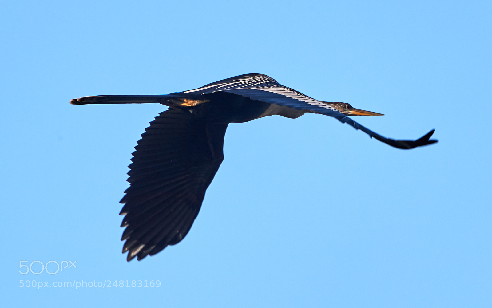 Canon EOS-1D X Mark II sample photo. 03-04-18-0006147.jpg photography