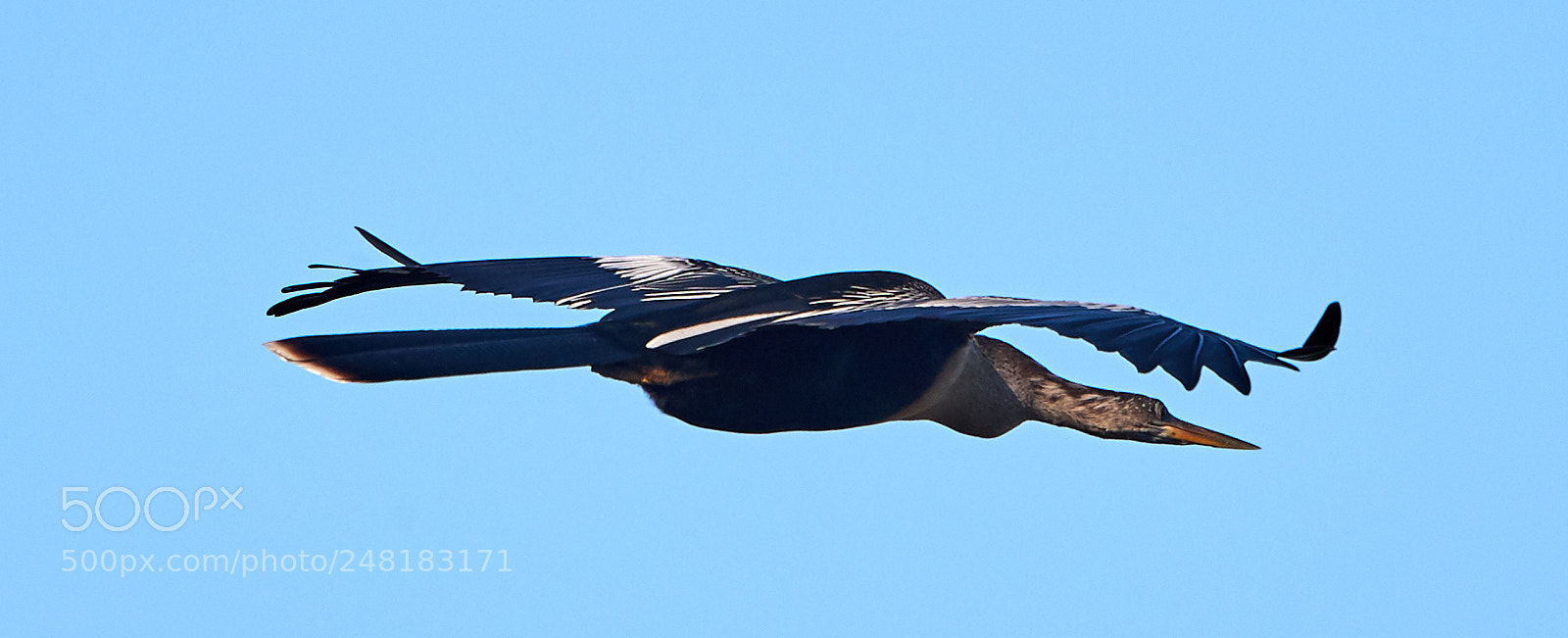 Canon EOS-1D X Mark II sample photo. 03-04-18-0006146.jpg photography