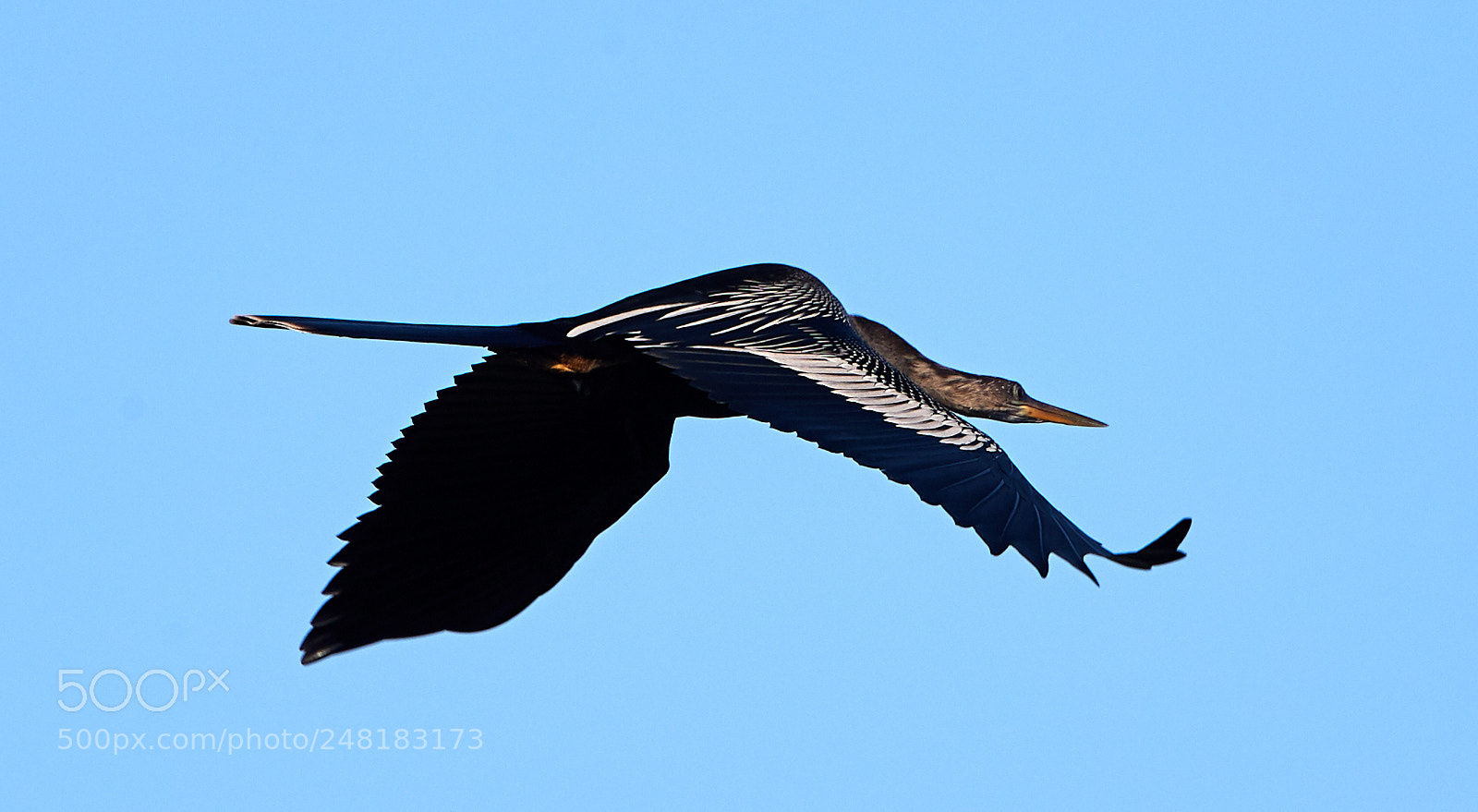 Canon EOS-1D X Mark II sample photo. 03-04-18-0006145.jpg photography