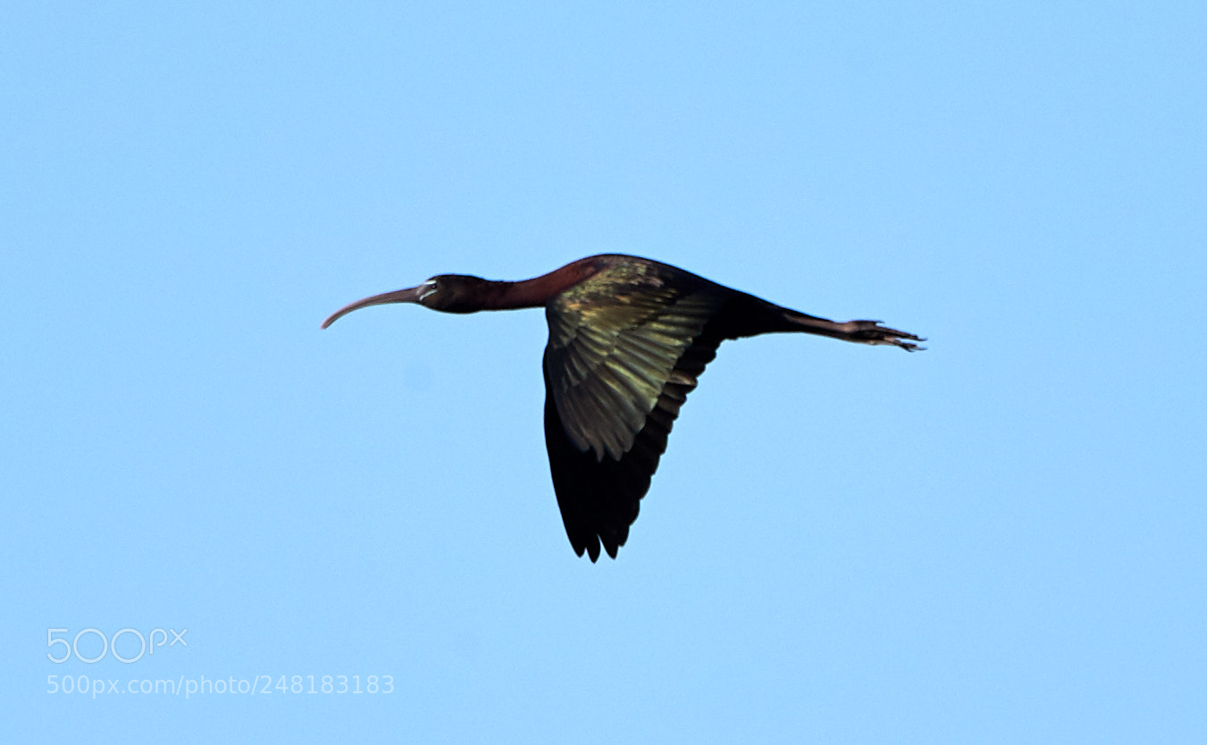 Canon EOS-1D X Mark II sample photo. 03-04-18-0006143.jpg photography