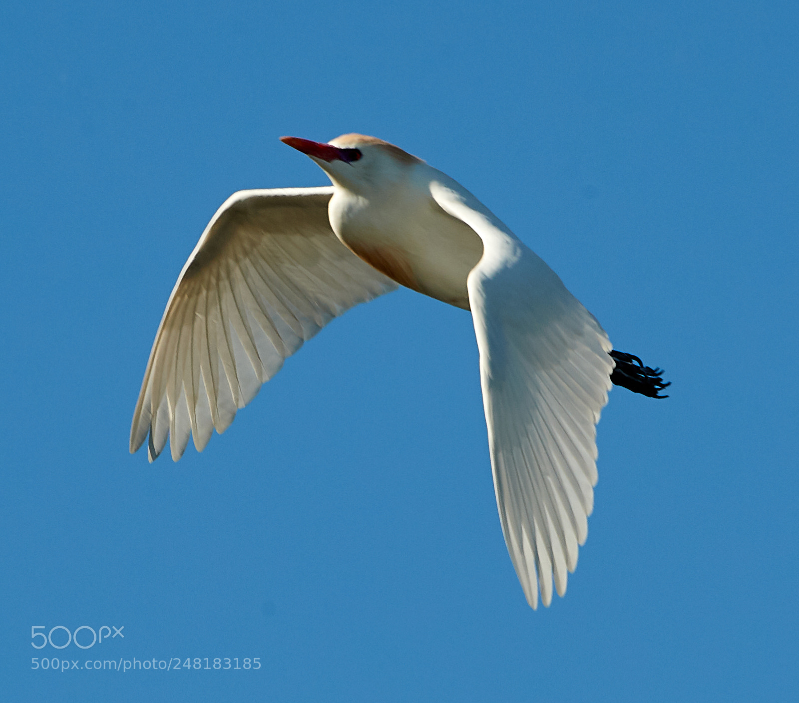 Canon EOS-1D X Mark II sample photo. 03-04-18-0006142.jpg photography