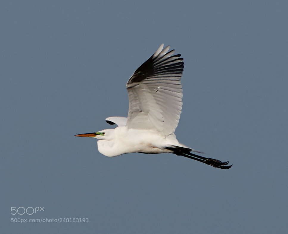 Canon EOS-1D X Mark II sample photo. 03-04-18-0006138.jpg photography
