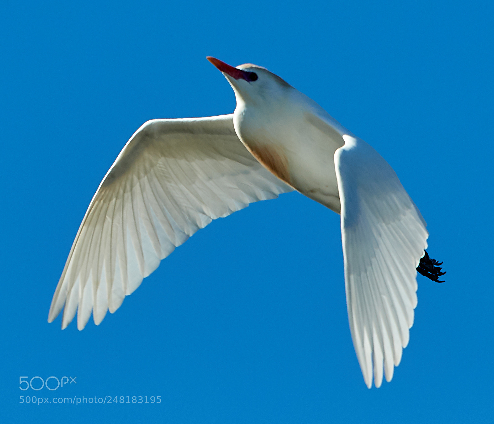 Canon EOS-1D X Mark II sample photo. 03-04-18-0006141.jpg photography