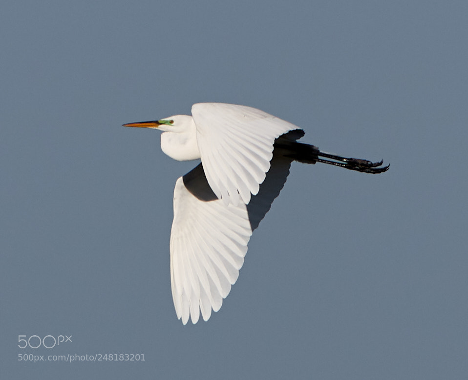 Canon EOS-1D X Mark II sample photo. 03-04-18-0006137.jpg photography