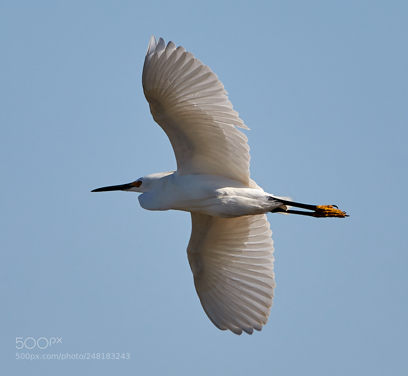Canon EOS-1D X Mark II sample photo. 03-04-18-0006135.jpg photography