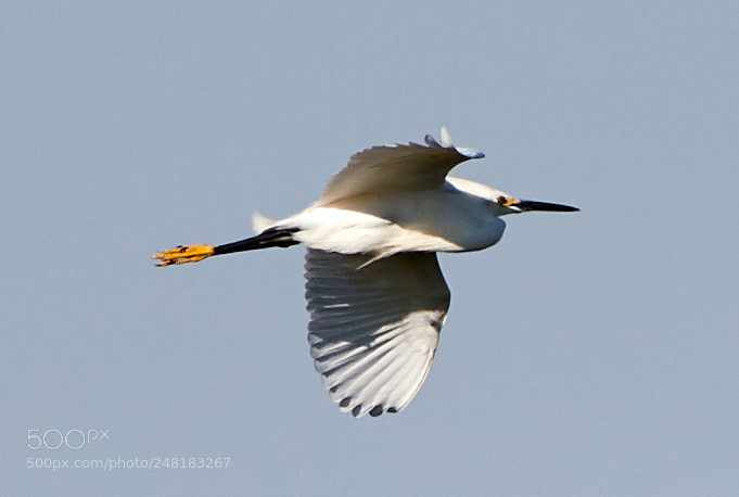 Canon EOS-1D X Mark II sample photo. 03-04-18-0006133.jpg photography