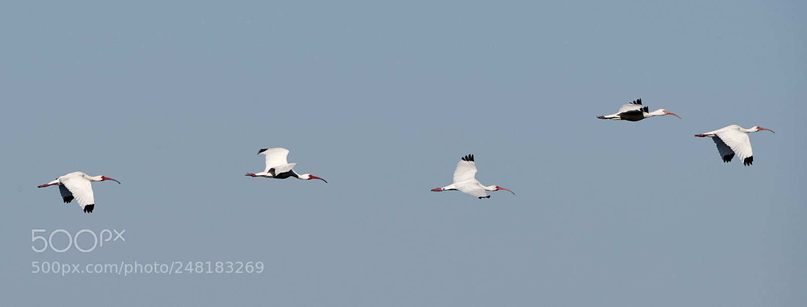Canon EOS-1D X Mark II sample photo. 03-04-18-0006131.jpg photography