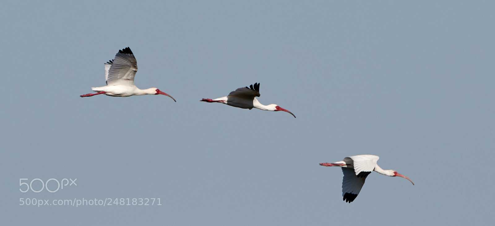 Canon EOS-1D X Mark II sample photo. 03-04-18-0006130.jpg photography