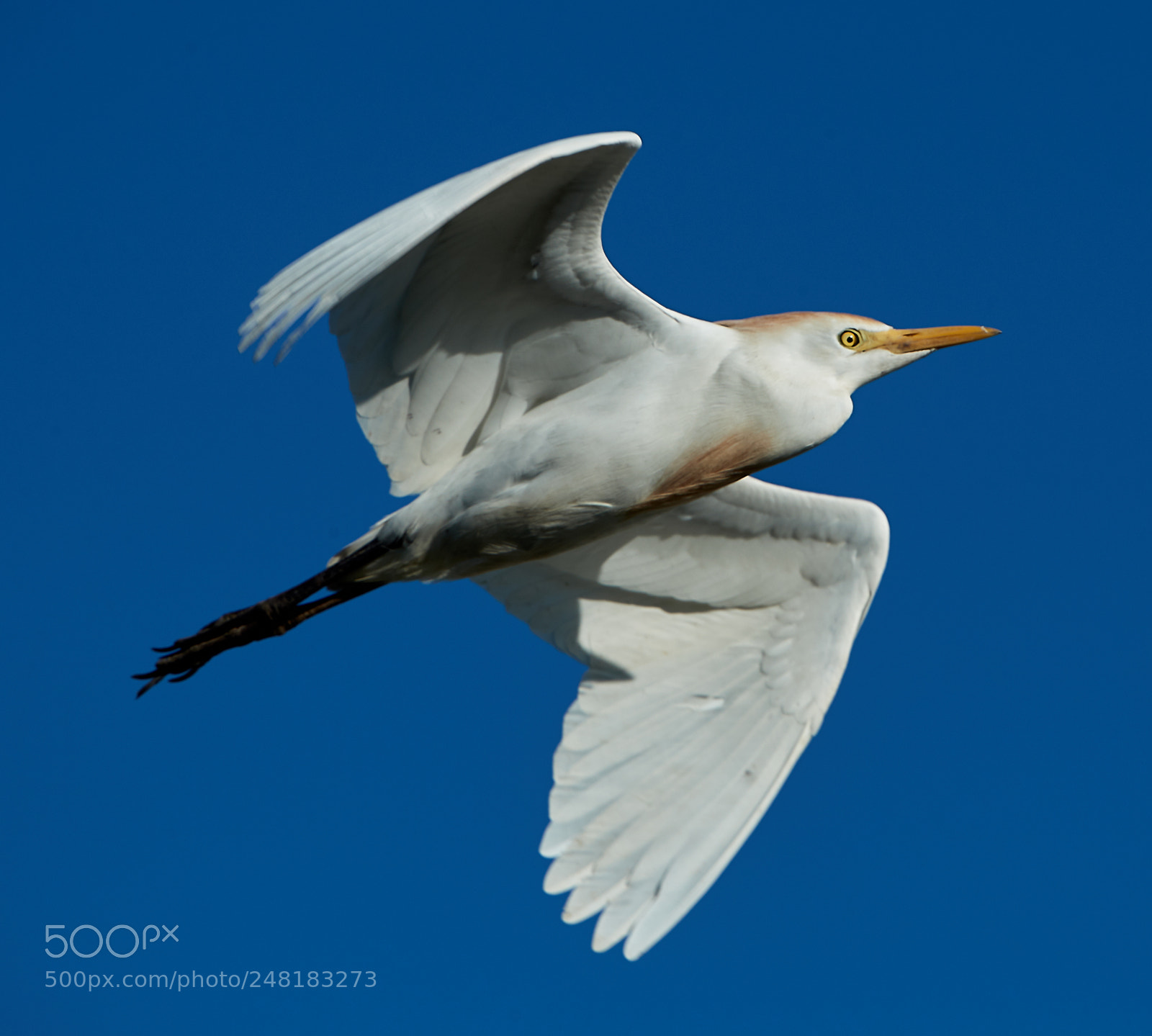 Canon EOS-1D X Mark II sample photo. 03-04-18-0006129.jpg photography