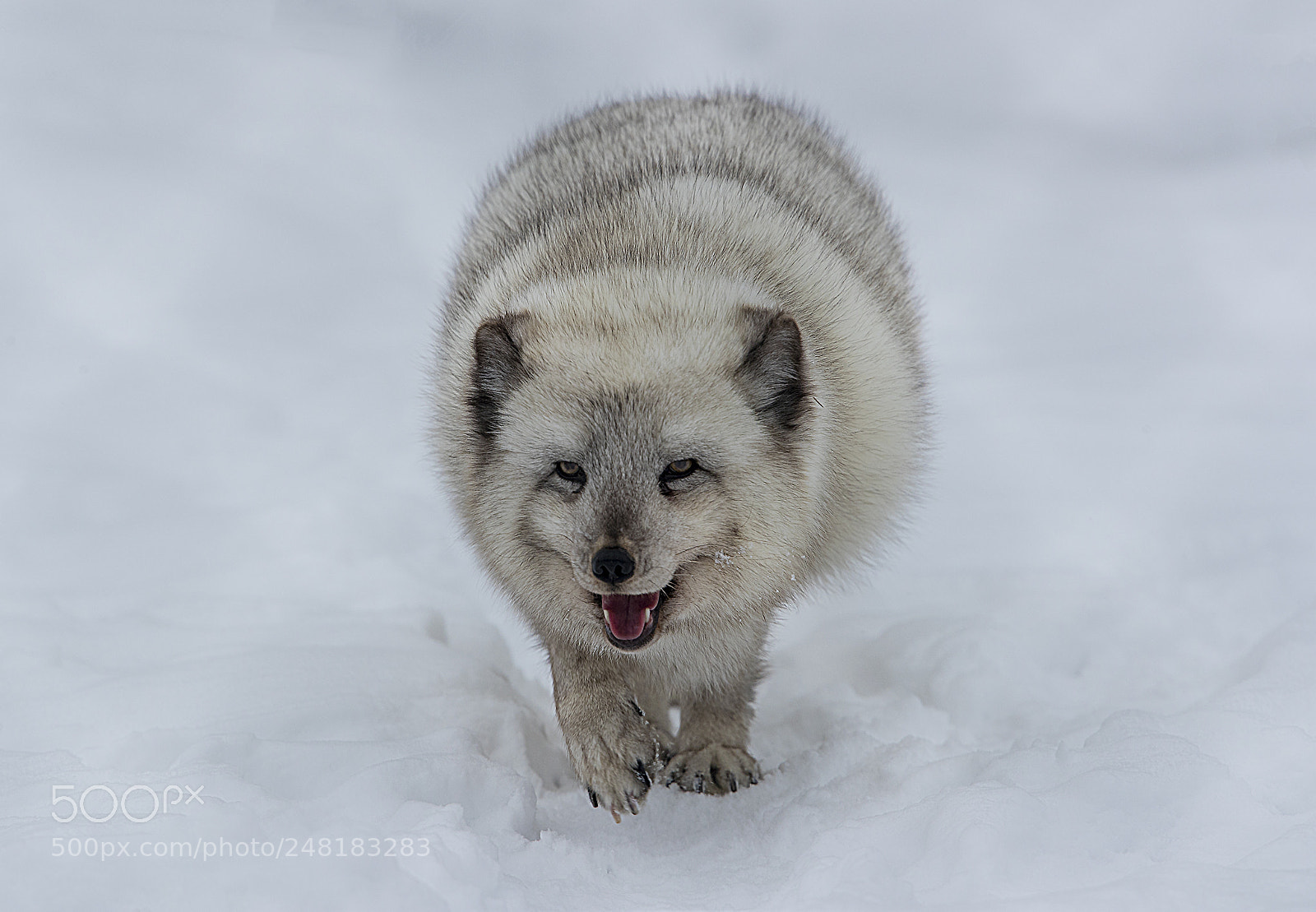 Canon EOS-1D X Mark II sample photo. Arctic fox hunting photography