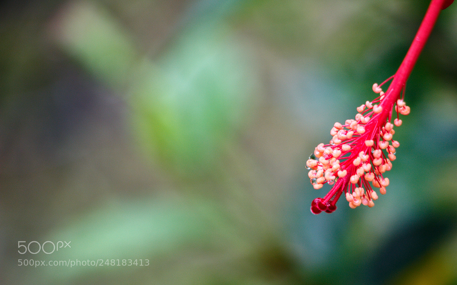 Canon EOS 700D (EOS Rebel T5i / EOS Kiss X7i) sample photo. Pollen photography