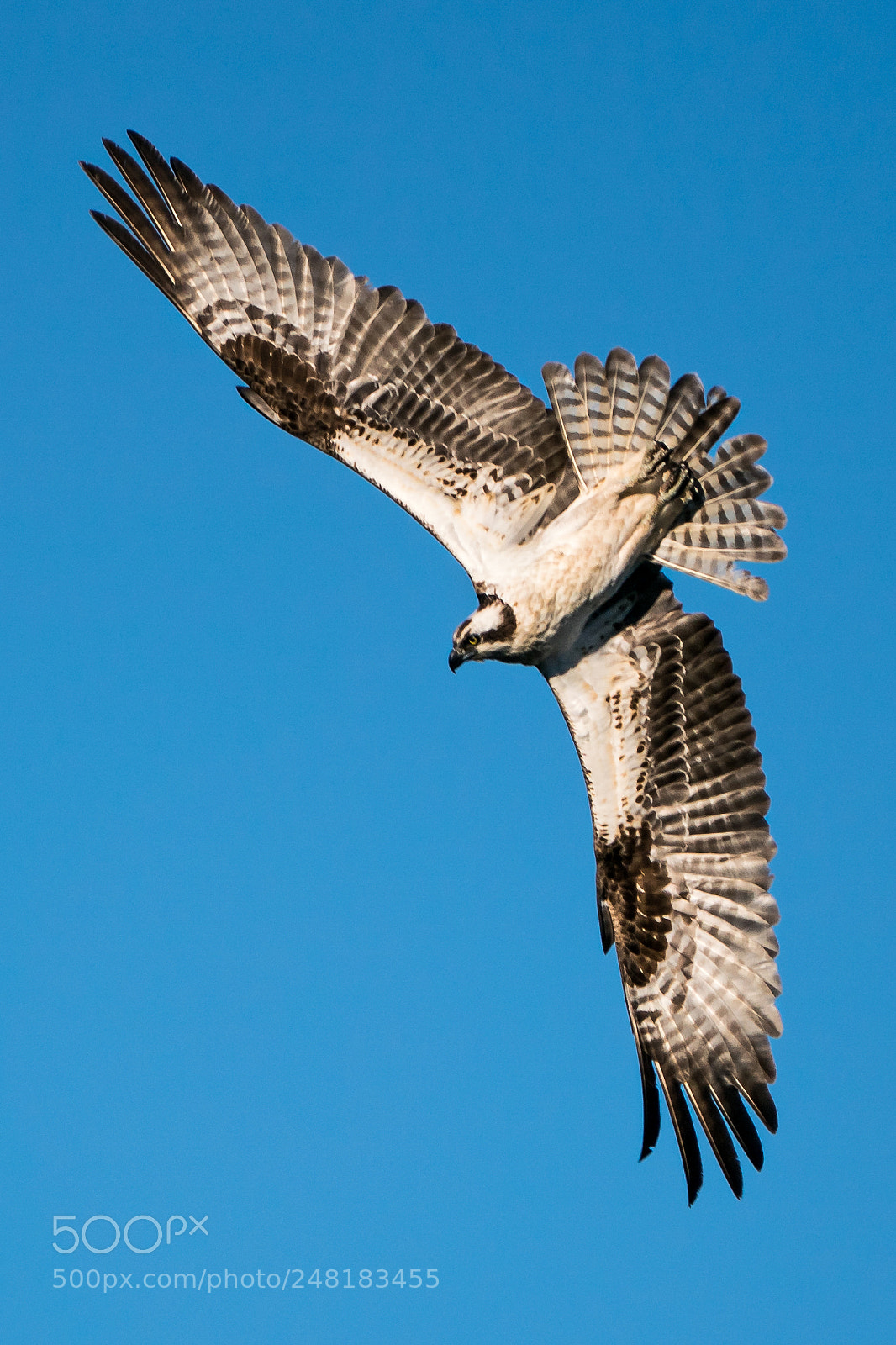 Sony a9 sample photo. Osprey in mid-rotation photography