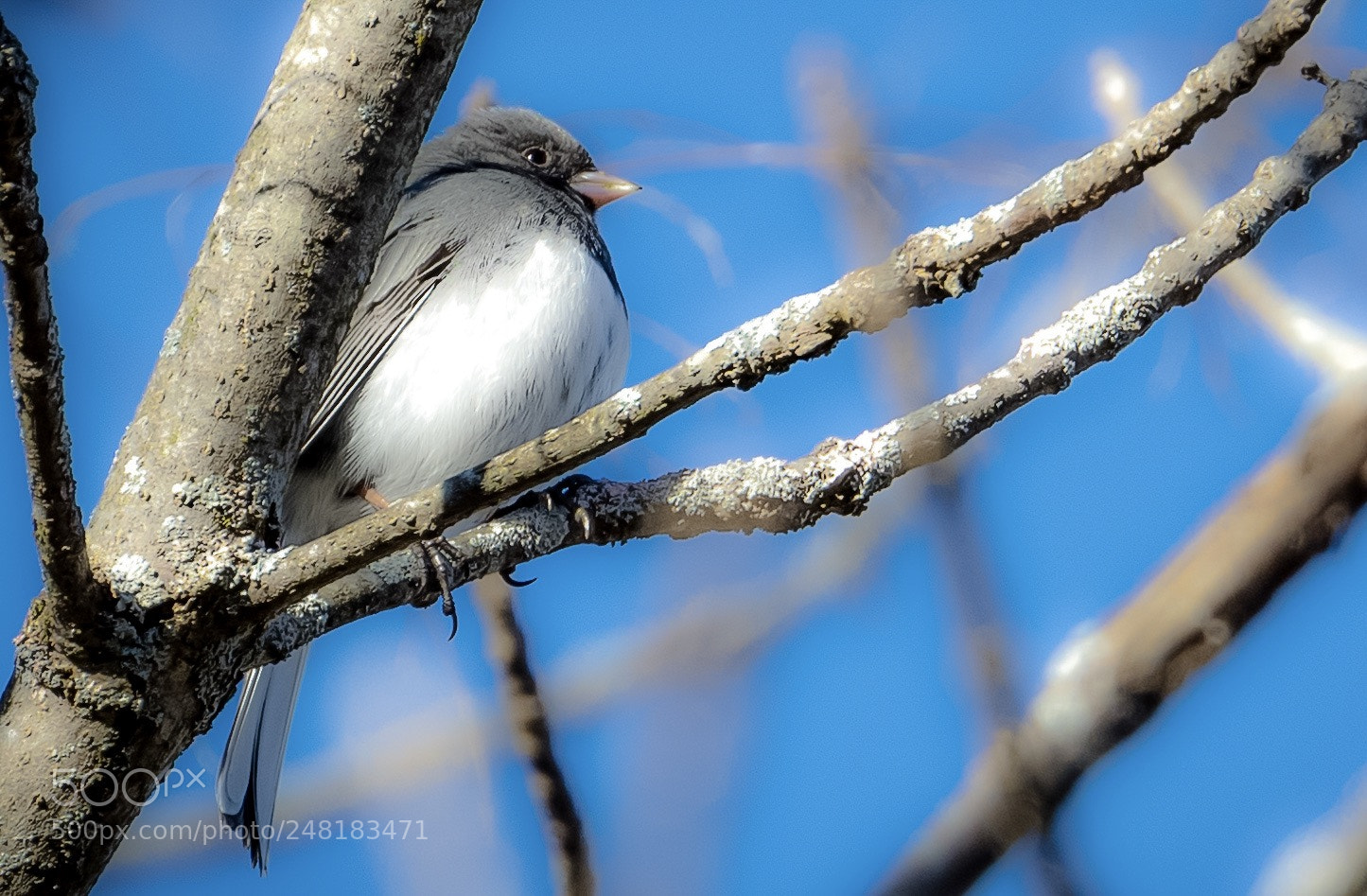 Canon EOS 5DS R sample photo. Spring is nearing! photography
