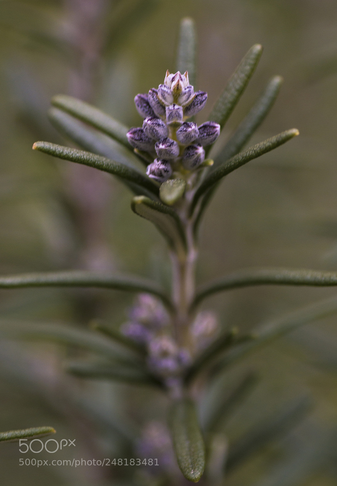 Nikon D3200 sample photo. Rosemary photography