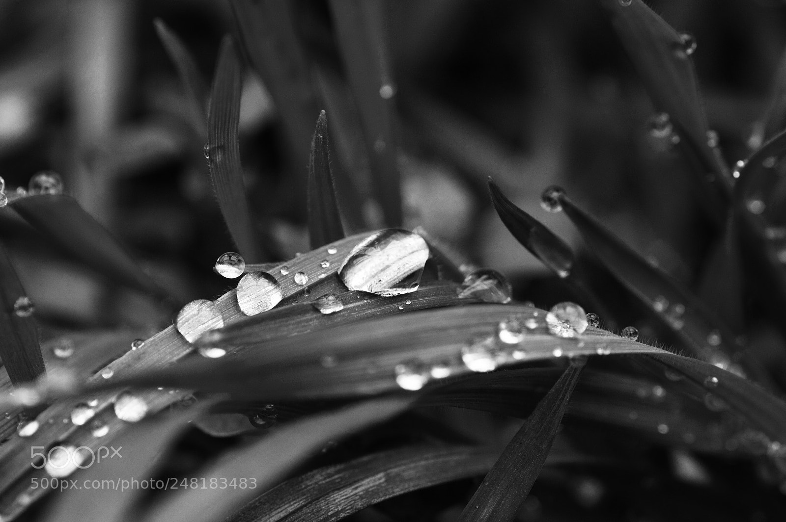 Nikon D3200 sample photo. Raindrops photography
