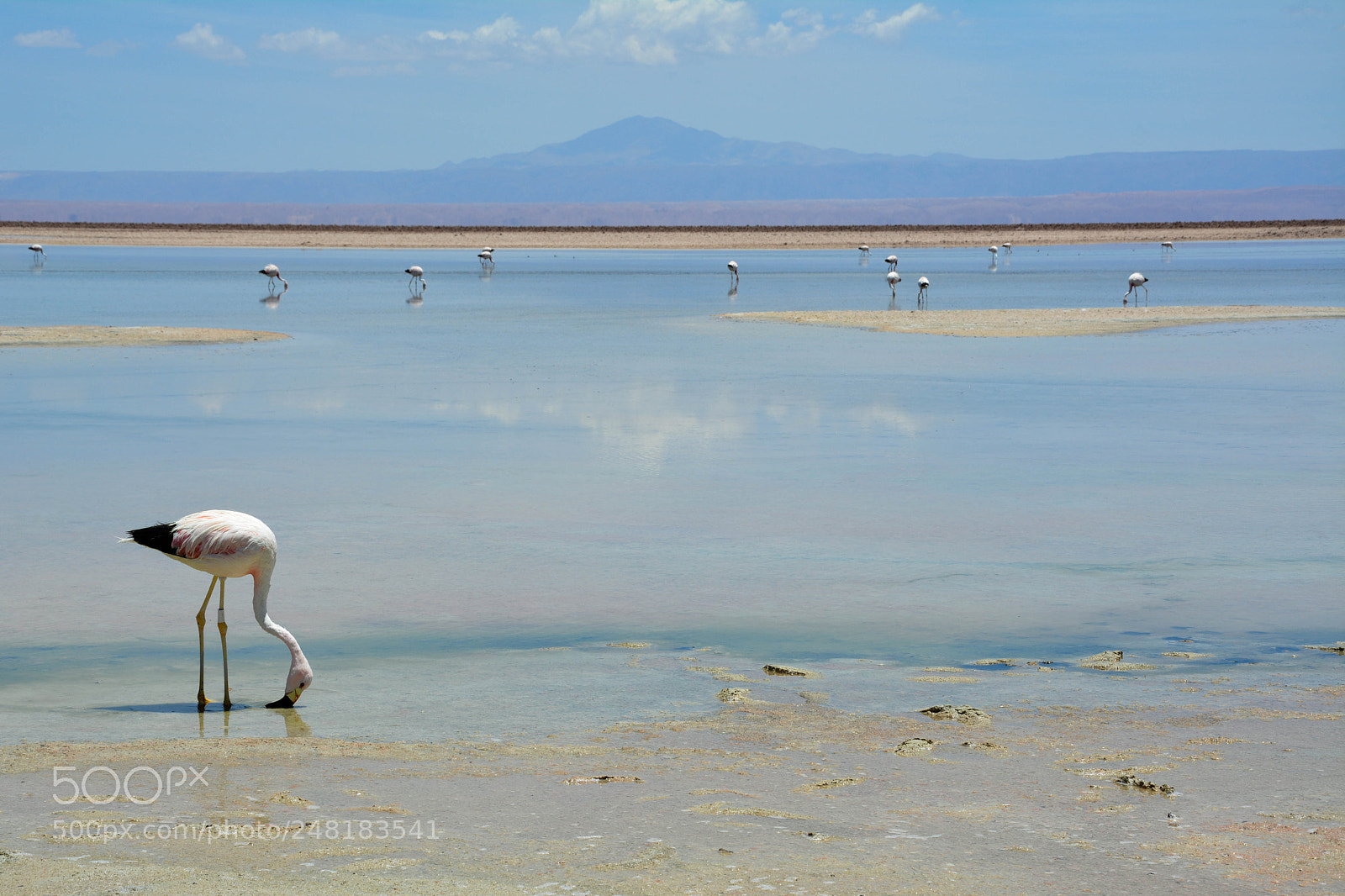 Nikon D5200 sample photo. Desert flamingo photography