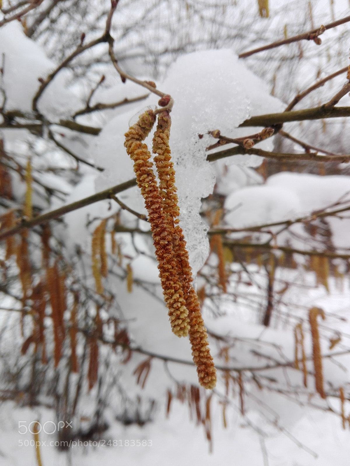 HUAWEI P8 Lite sample photo. Winter photography