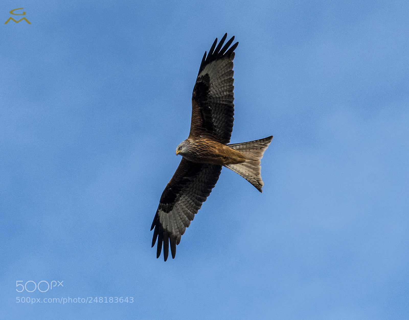 Nikon D500 sample photo. Red kite at my photography