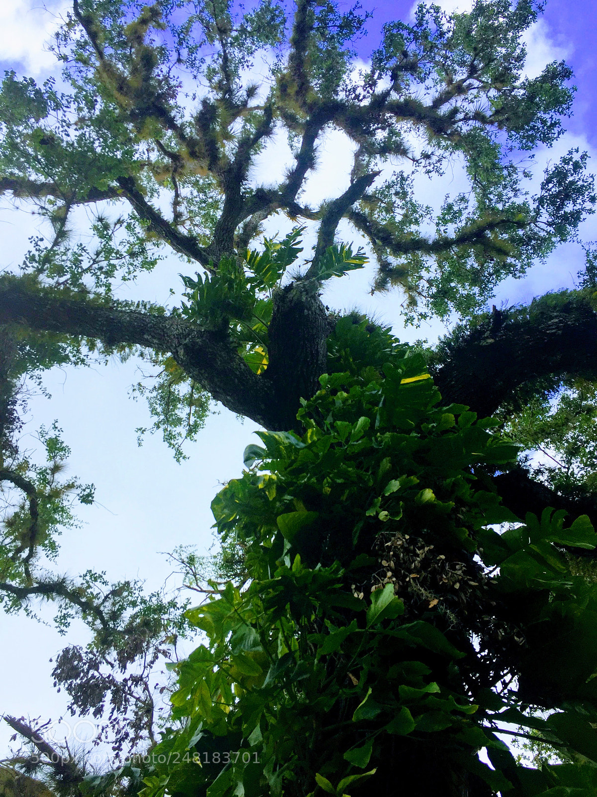 Apple iPhone 6 sample photo. Labelle4 photography