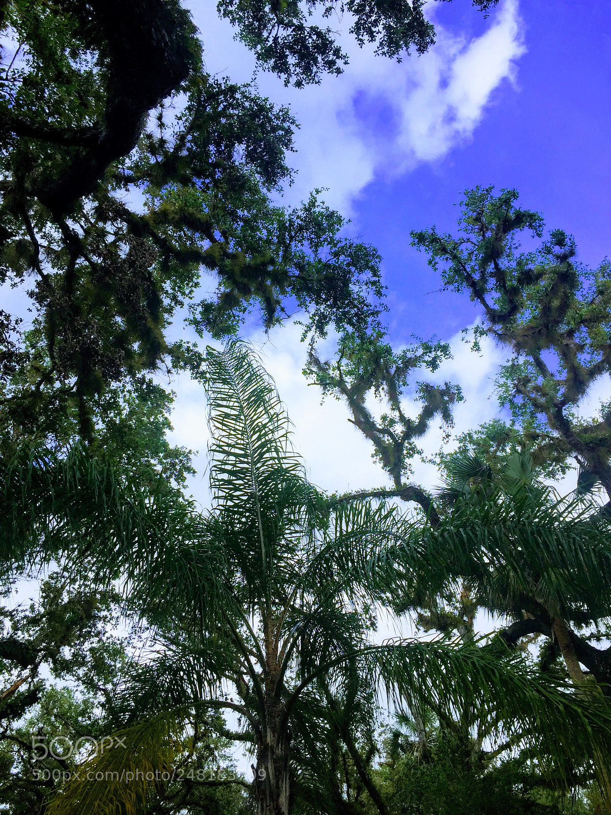 Apple iPhone 6 sample photo. Labelle6 photography